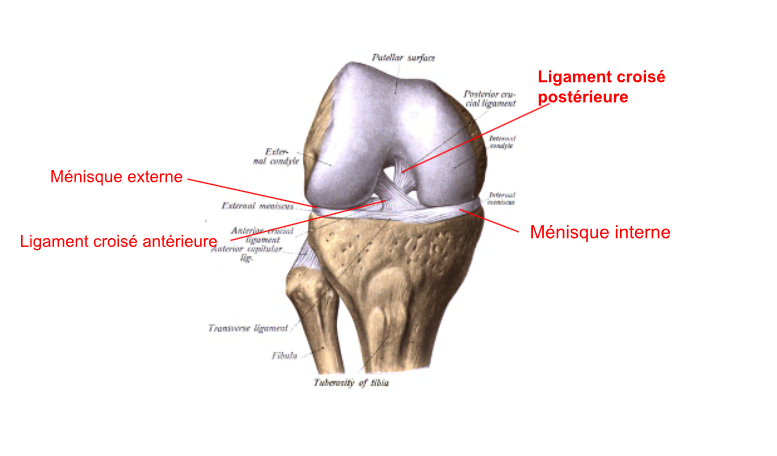 Anatomie du genou